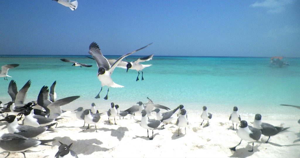 Archipiélago Los Roques Dos Mosquises